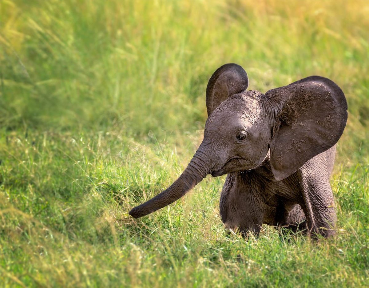 Save Elephant Foundation