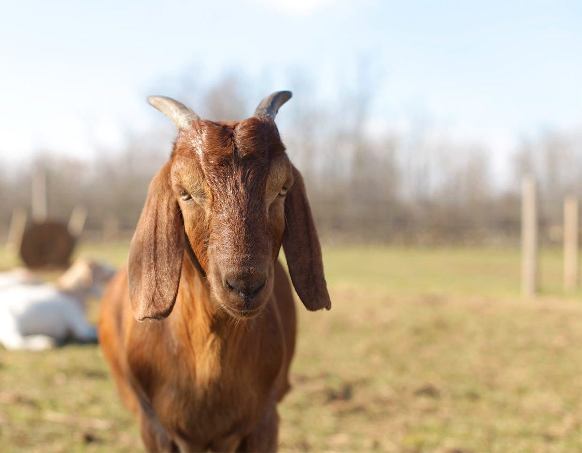 Happily Ever Esther Farm Sactuary
