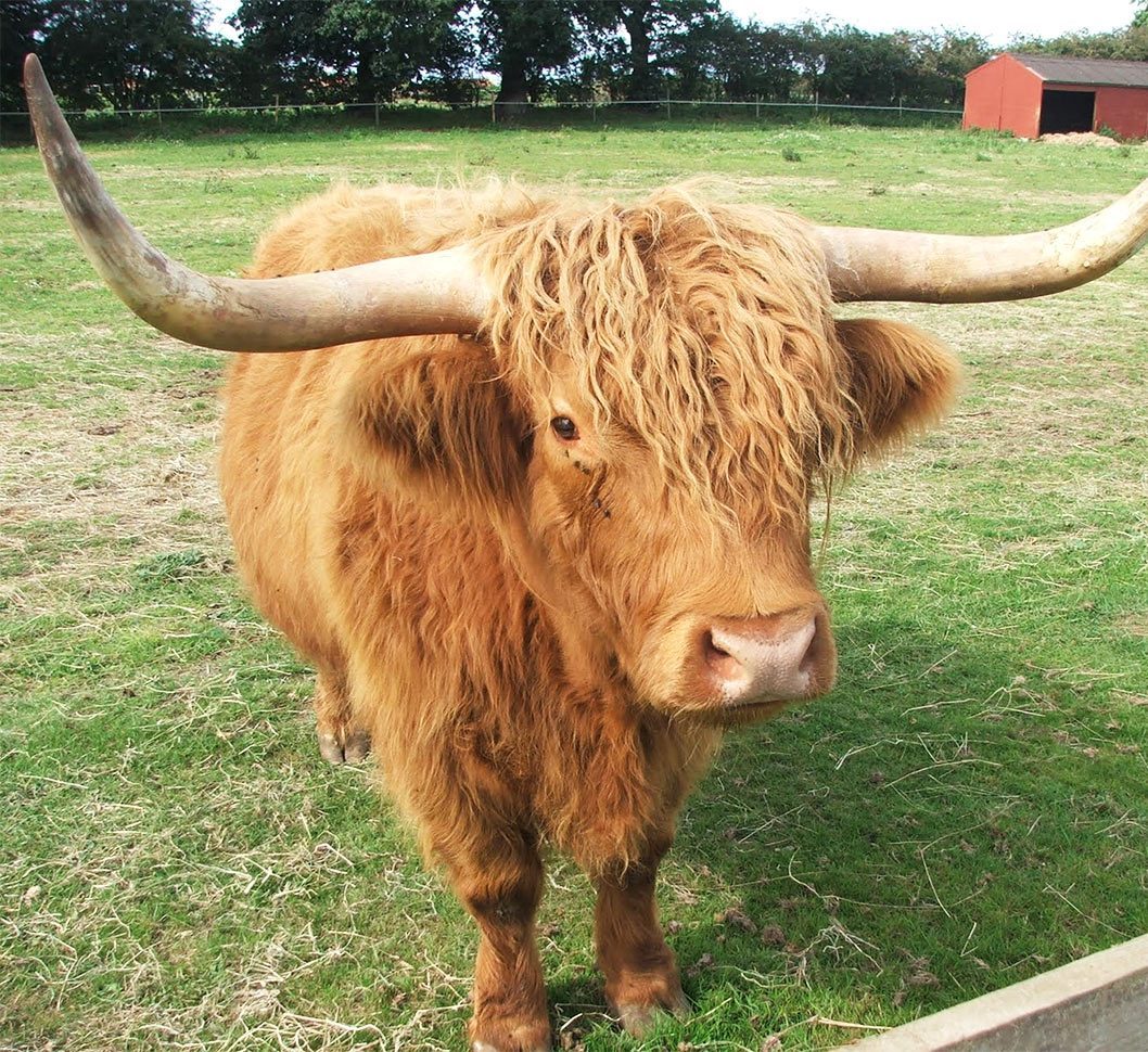 Hillside Animal Sanctuary