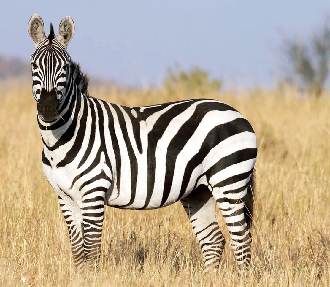 Northern Rangelands Trust